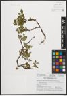Foto von Salix waldsteiniana Willd.